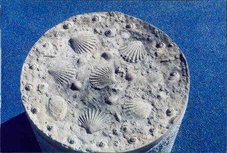 Fossil Seashell Cap